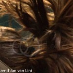 Paardestaart TPW